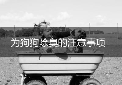为狗狗除臭的注意事项