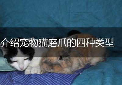 介绍宠物猫磨爪的四种类型
