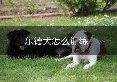 东德犬怎么训练