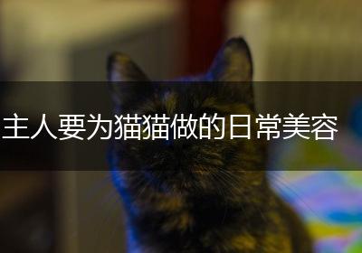 主人要为猫猫做的日常美容