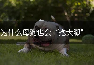 为什么母狗也会“抱大腿”