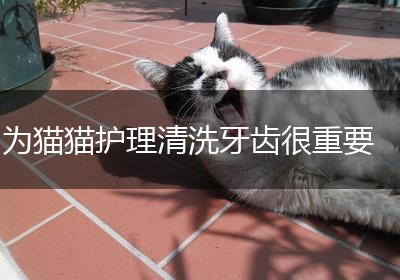 为猫猫护理清洗牙齿很重要