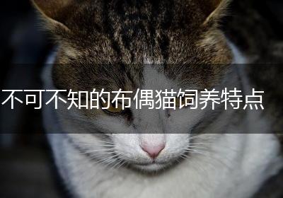 不可不知的布偶猫饲养特点