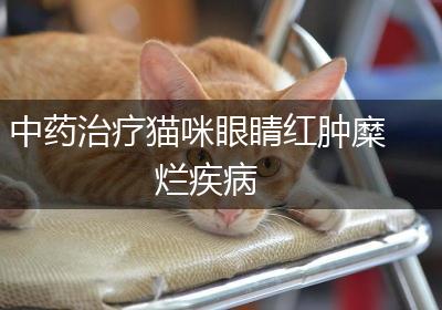 中药治疗猫咪眼睛红肿糜烂疾病