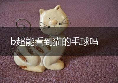 b超能看到猫的毛球吗