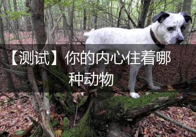 【测试】你的内心住着哪种动物