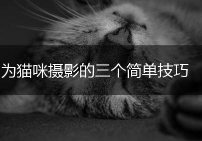 为猫咪摄影的三个简单技巧