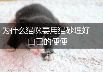为什么猫咪要用猫砂埋好自己的便便