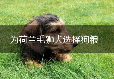 为荷兰毛狮犬选择狗粮