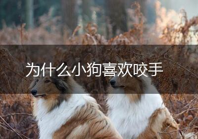 为什么小狗喜欢咬手