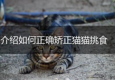 介绍如何正确矫正猫猫挑食