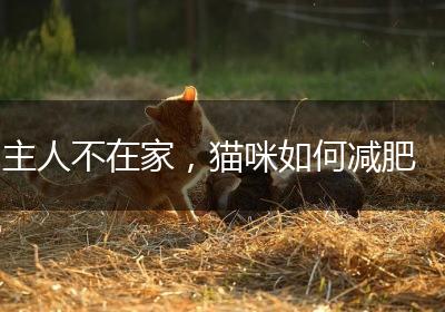 主人不在家，猫咪如何减肥