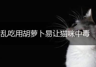 乱吃用胡萝卜易让猫咪中毒