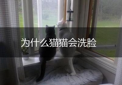 为什么猫猫会洗脸