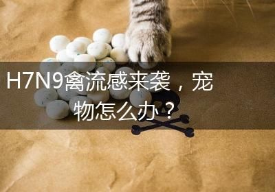 H7N9禽流感来袭，宠物怎么办？