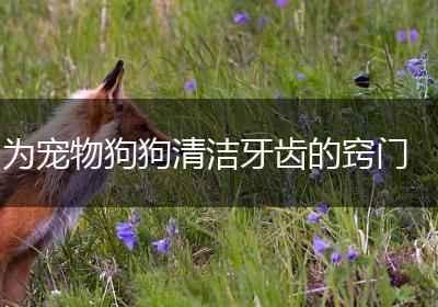 为宠物狗狗清洁牙齿的窍门