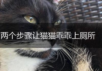 两个步骤让猫猫乖乖上厕所