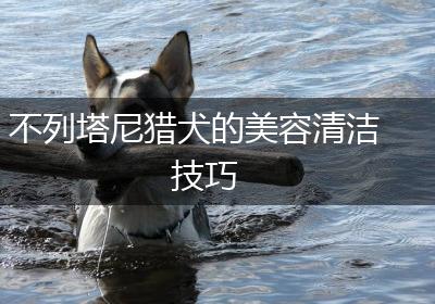 不列塔尼猎犬的美容清洁技巧