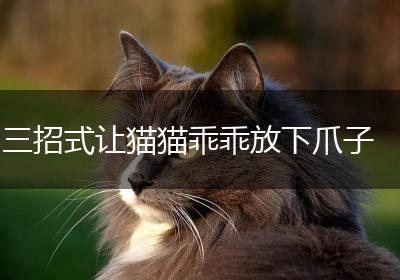 三招式让猫猫乖乖放下爪子