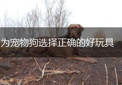 为宠物狗选择正确的好玩具