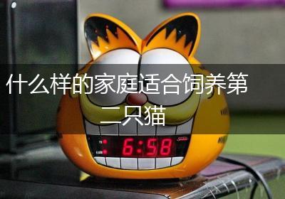 什么样的家庭适合饲养第二只猫