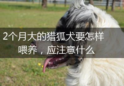 2个月大的猎狐犬要怎样喂养，应注意什么
