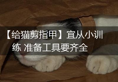 【给猫剪指甲】宜从小训练 准备工具要齐全