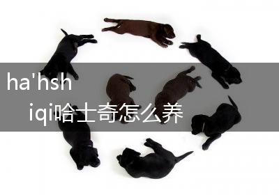 ha'hshiqi哈士奇怎么养