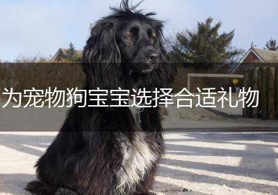 为宠物狗宝宝选择合适礼物