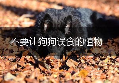 不要让狗狗误食的植物