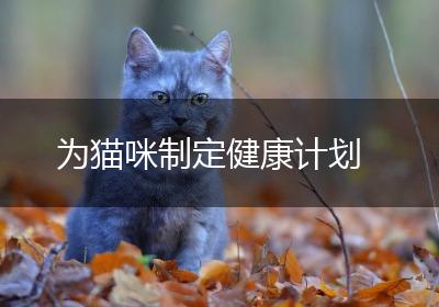 为猫咪制定健康计划