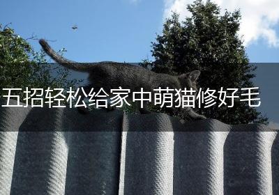 五招轻松给家中萌猫修好毛