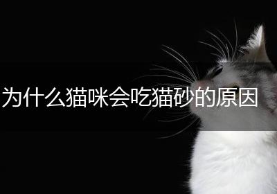 为什么猫咪会吃猫砂的原因