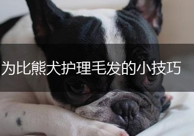 为比熊犬护理毛发的小技巧