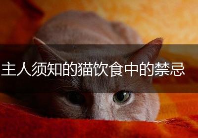 主人须知的猫饮食中的禁忌