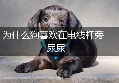 为什么狗喜欢在电线杆旁尿尿