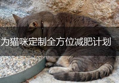 为猫咪定制全方位减肥计划