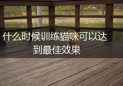 什么时候训练猫咪可以达到最佳效果