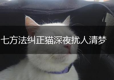 七方法纠正猫深夜扰人清梦