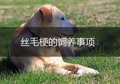 丝毛梗的饲养事项