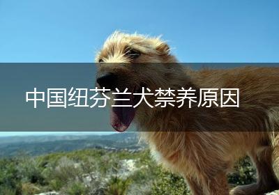 中国纽芬兰犬禁养原因