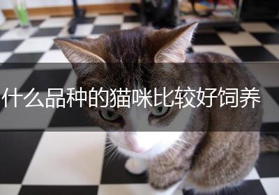 什么品种的猫咪比较好饲养