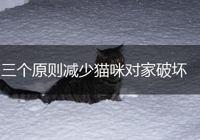 三个原则减少猫咪对家破坏