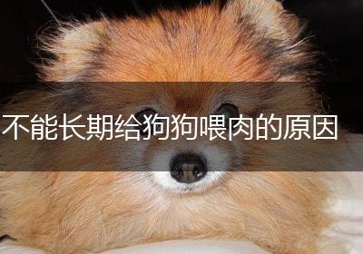 不能长期给狗狗喂肉的原因