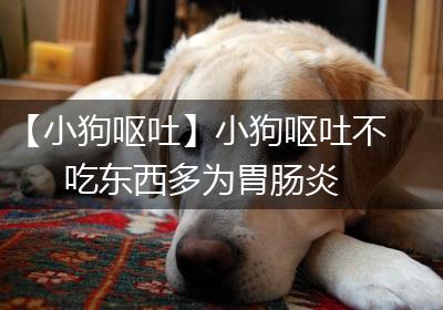 【小狗呕吐】小狗呕吐不吃东西多为胃肠炎
