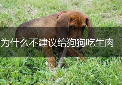 为什么不建议给狗狗吃生肉
