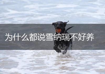 为什么都说雪纳瑞不好养