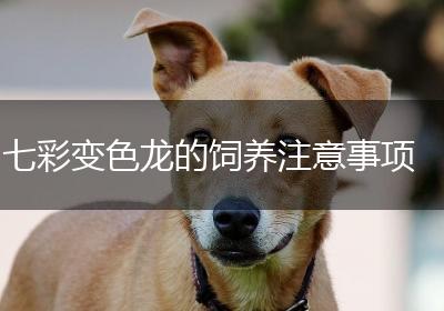 七彩变色龙的饲养注意事项