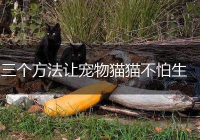 三个方法让宠物猫猫不怕生