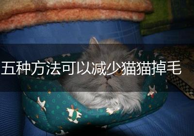 五种方法可以减少猫猫掉毛